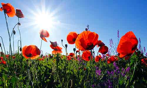 birth flower for taurus sign - poppy