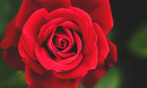 rose is a taurus birth flower