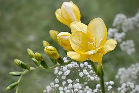 freesia flower aquarius