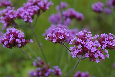 verbena flower of aquarius