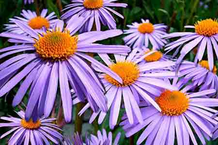 aster lucky flower capricorn