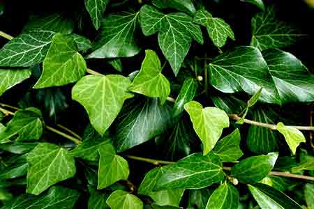 ivy special capricorn flower