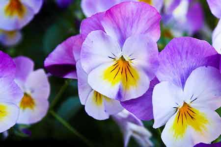 Pansy - birth flowers of Capricorn