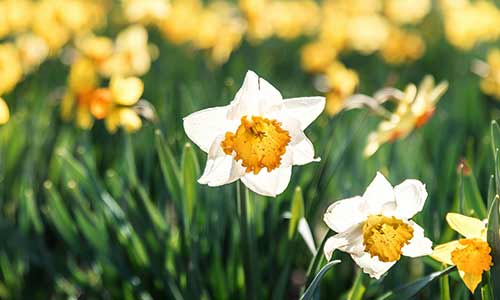 white daffodil december flower - birthday flower