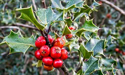 holly flower of december