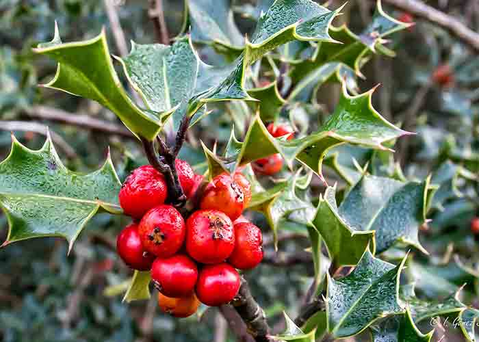 december flowers