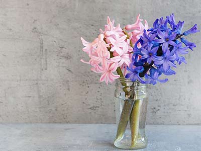 Hyacinth (Flower)