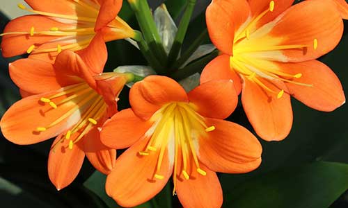 clivia birth flower for leo babies