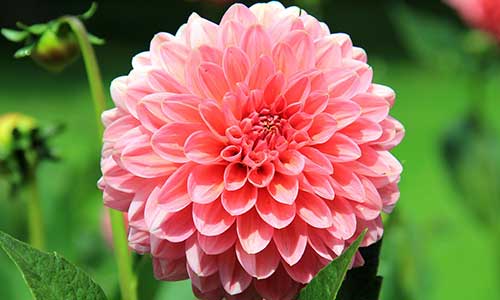 dahli birth flower of leo zodiac sign