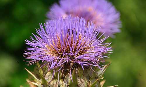 safflower leo flower