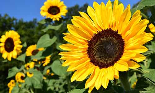 sunflower leo birth flower