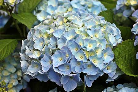 hydrangea lucky libra flower