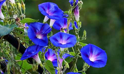 morning glory flower libra