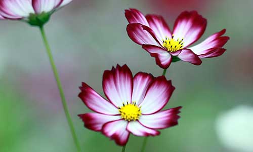 cosmos october flower - birthday