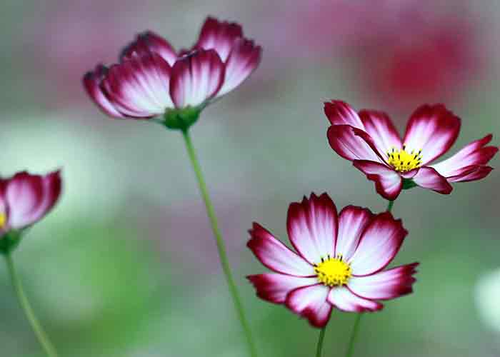 birth flowers for october