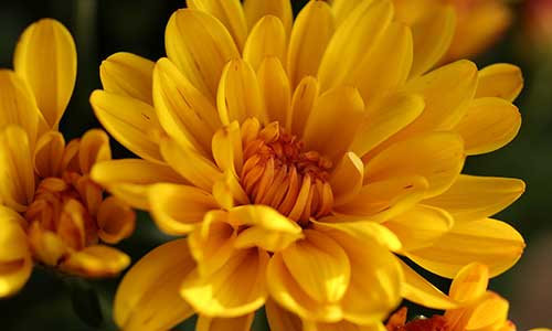 Chrysanthemum - birth flower for sagittarius