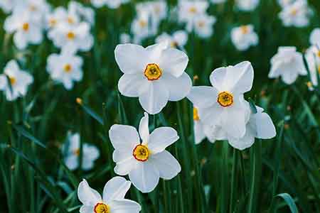 Narcissus birth flower of Sagittarius