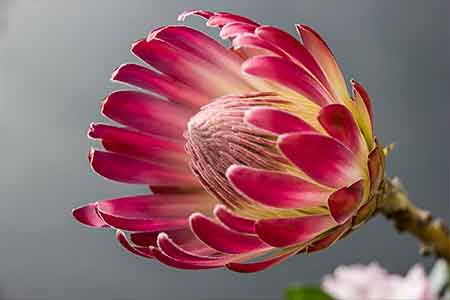 protea sagittarius birthday flower