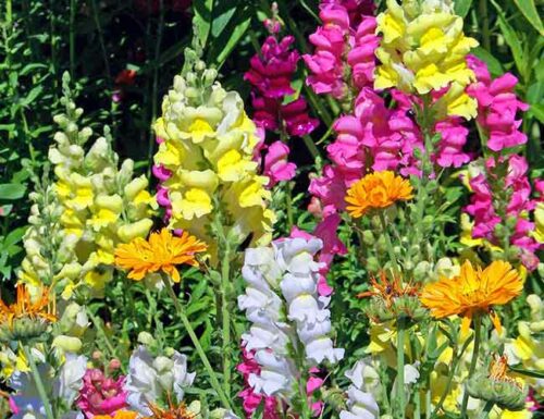 Sagittarius Flowers - Snapdragon