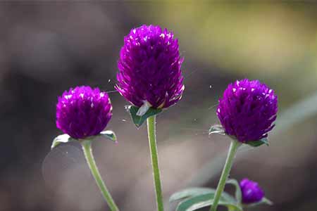 amaranth birth month flower scorpio 