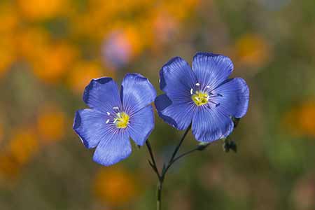 geranium - flower of scorpio