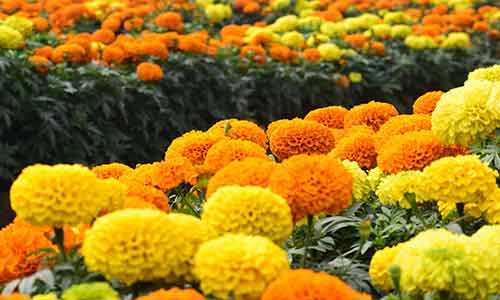 scorpio birth flower marigold