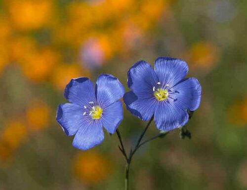 scorpio flower - geranium