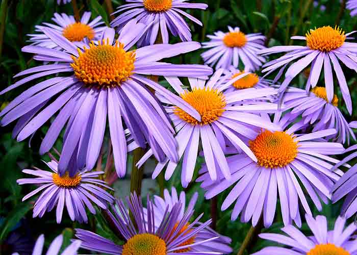September Birth Flowers Meanings Origins