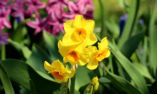 Narcissus daffodil birth flower for november babies