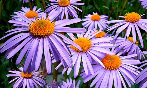 aster flower of virgo