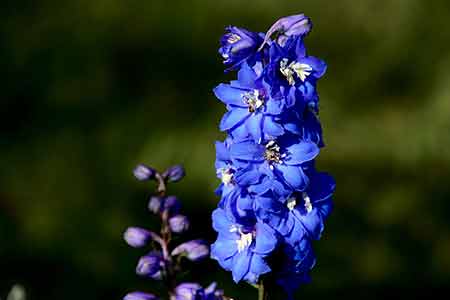 flower of cancer - delphinium