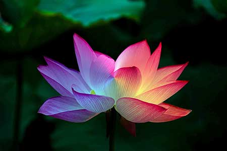 cancer lucky flower lotus