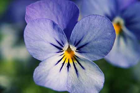 flower for cancer blue viola