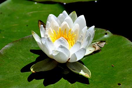 birth flower for cancer - water lily