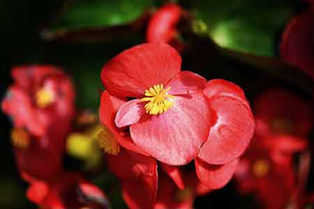 begonia gemini lucky flower