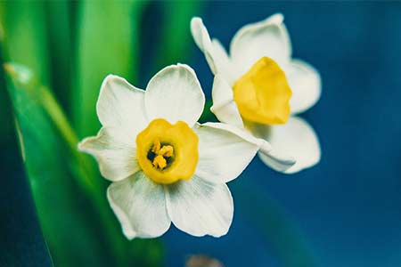 daffodil flower gemini zodiac flower