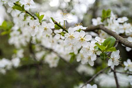 hawthorn flower of gemini