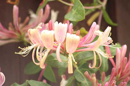 gemini birth flower honeysuckle