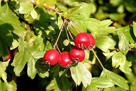 haw berries