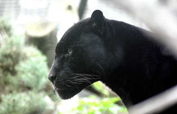 black panther taurus animal guide