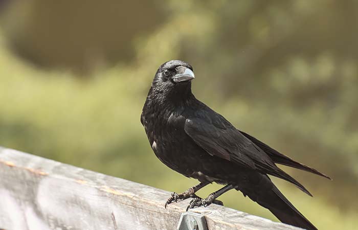 crow cancer animal spirit guide