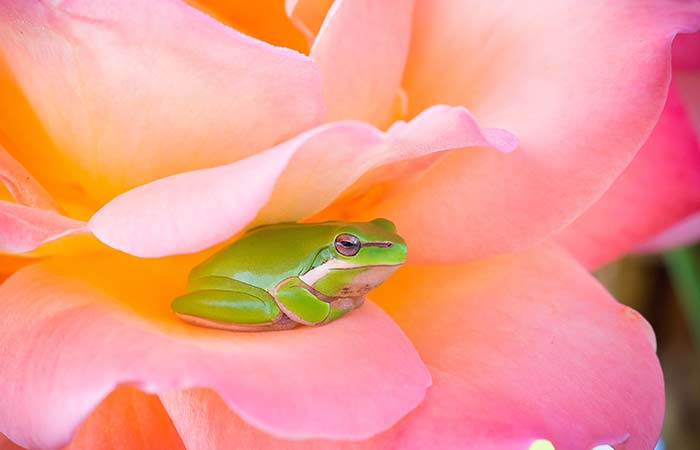 cancer animal spirit frog