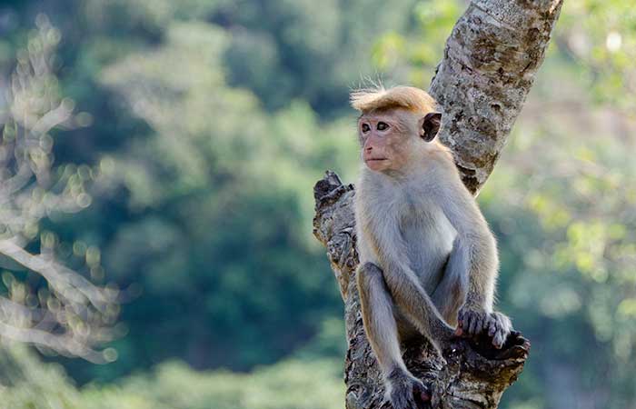 monkey gemini animal spirit