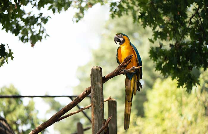 gemini spirit animal parrot