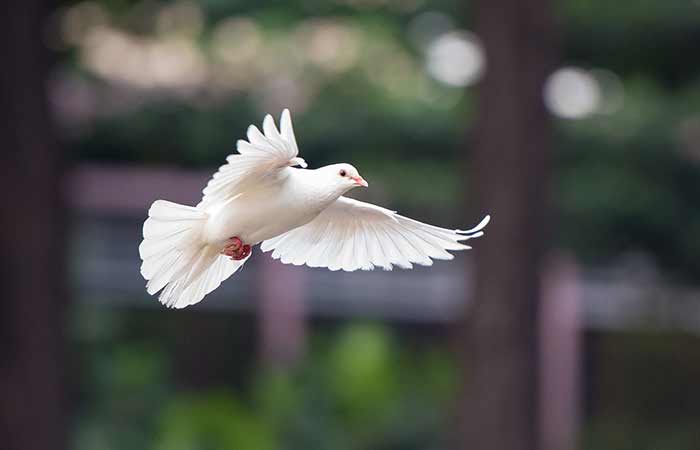 dove spirit animal guide whatsyoursign