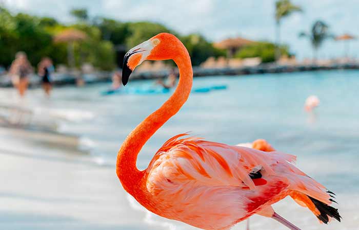 flamingo by the beach