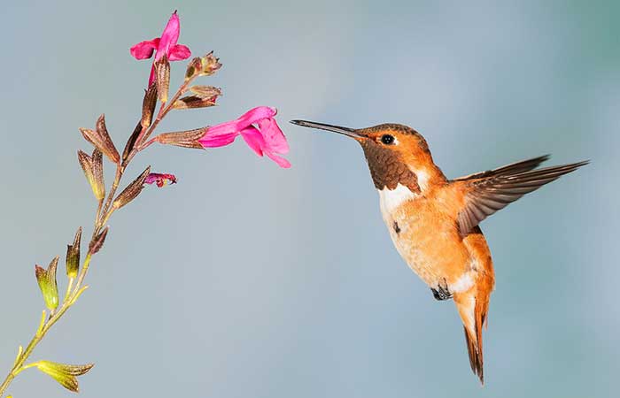 hummingbird leo animal