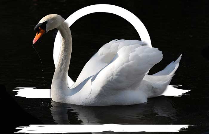 libra spirit animal swan and libra symbol