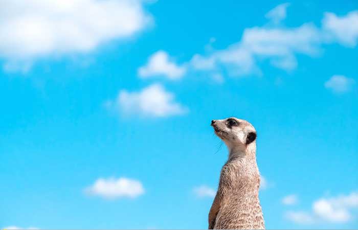 meerkat and blue sky