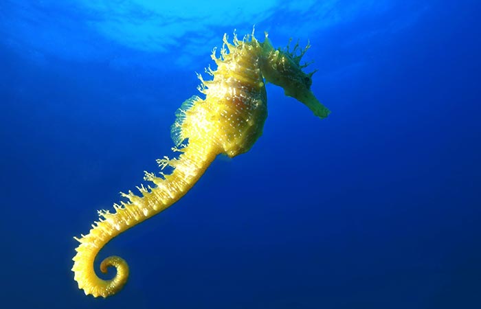 seahorse under the sea